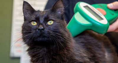 Over ten per cent surveyed unaware of cat microchip law